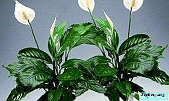 Features of growing Alan spathiphyllum