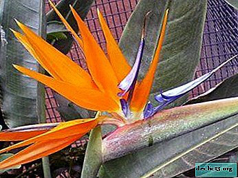 Features of growing Strelitzia from seeds at home