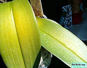 Caractéristiques des maladies des plantes d'intérieur: pourquoi les orchidées jaunissent-elles et que faire dans ce cas?