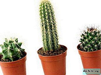 Funktioner i pleje af kaktus. Hvordan kan man passe på en blomst derhjemme og i det åbne jord?