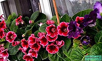 We carry out the correct gloxinia transplant
