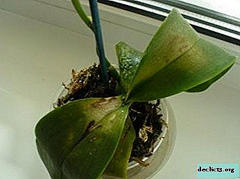Why does an orchid rot leaves and what to do with it?