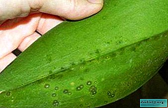 ทำไมมีจุดปรากฏบนใบลำต้นดอกกล้วยไม้ phalaenopsis? การรักษาและการป้องกัน