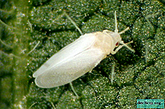 Where does white aphid come from indoor and garden plants and how to deal with it? Pest photo