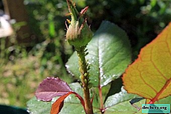 Where does aphid on roses come from? Types of pests and methods of control