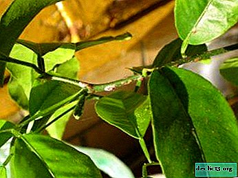 Rasgos distintivos de las hojas de limón. Propiedades útiles y métodos de aplicación.
