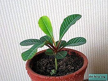 Palme oder Euphorbia weiß getüncht? Häusliche Pflege und Fotos