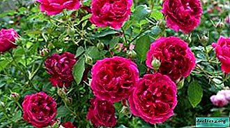 Park rose, poimenovan po pesniku - Williamu Shakespeareju. Fotografija, opis, nianse gojenja in razmnoževanja