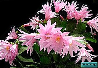 Easter cactus: why not Ripsalidopsis blooms and what kind of care does he need?