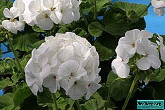 Pelargonie: Wie verpflanzt und wurzelt man eine Pflanze zu Hause? Foto von Blumen