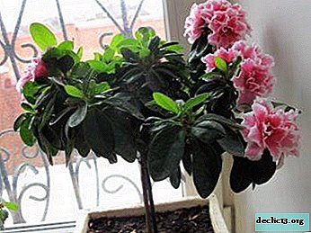 Lush azalea on the stem: a description of this method of growing a plant and proper care for it