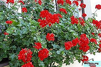 Lush beauty ampelous pelargonium - what kind of plant is it and what needs care? - Home plants