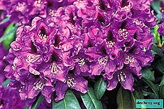 Lush handsome rhododendron Rasputin - description, features of growing