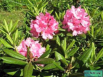 Carolinsky hybrid rhododendron pjm elite og krystal baby: beskrivelse og pleje
