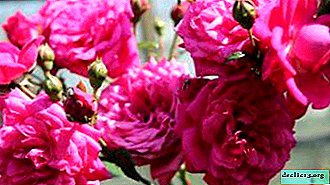 La belleza trepadora en su jardín es la laguna de rosas. Descripción, foto, características de cuidado