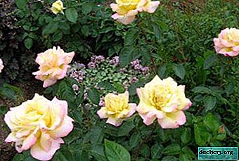 Escalada rosa Gloria Day Claming: variedades, descrição com foto, plantio e cuidados