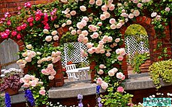 Trvalé kvitnúce ruže: ich odrody, možné problémy s pestovaním a starostlivosťou