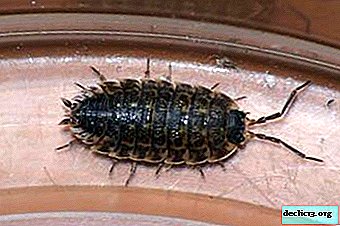 For what reasons do wood lice appear in the house and apartment and how to get rid of them?