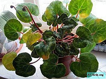 Why and what to do if Cyclamen leaves turn yellow?