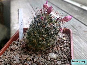 Waarom rekte of kromde de cactus en hoe kan deze worden rechtgetrokken?