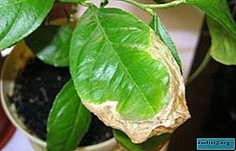 ¿Por qué las hojas de limón se vuelven amarillas y luego se secan desde el final y a lo largo de los bordes? ¿Cómo salvar una planta?
