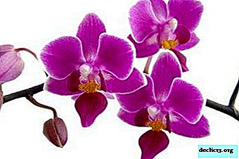 Por que as raízes e outras partes da orquídea Phalaenopsis começam a secar e como salvar a planta?