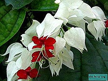Why does clerodendrum not bloom and what kind of home care does he need?
