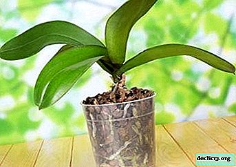 Por que a orquídea não produz um pedúnculo e como fazê-lo?