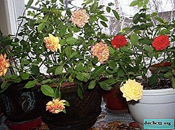 Pourquoi les roses se fanent-elles dans un pot et dans un jardin? Que faire et comment sauver la plante? - Plantes de jardin