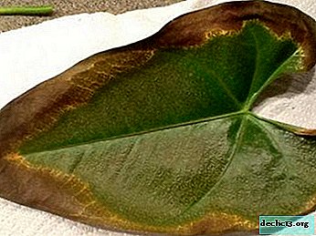 Pourquoi les feuilles d'Anthurium sèchent-elles et comment assurer des soins appropriés à la maison?