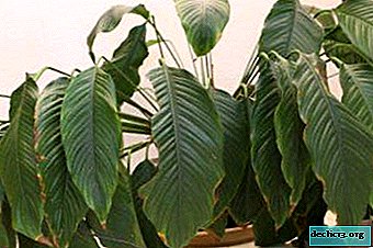 Warum senkte Spathiphyllum die Blätter, wie kann man die Ursache feststellen und wie kann man sie beseitigen?