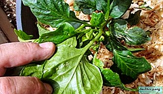 Zakaj listne uši okužijo poper in kako se spoprijeti s škodljivcem?