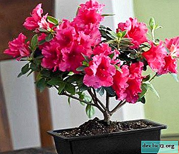 Why do azaleas dry and fall leaves and how to save the plant?