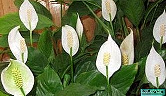 Why is the flower of Spathiphyllum flowers not white, but green? Ways to solve the problem