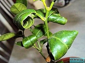 Why do indoor lemon curl leaves and what to do to help the plant?