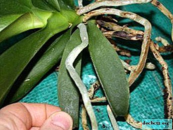Mengapa anggrek memiliki akar dan daun kering menguning dan bagaimana cara menyelamatkan tanaman?
