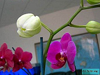 Pourquoi les orchidées se fanent-elles les fleurs et les boutons? Vue d'ensemble des raisons, astuces pour résoudre le problème