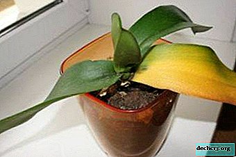 Why does the orchid turn yellow and what to do in this situation?