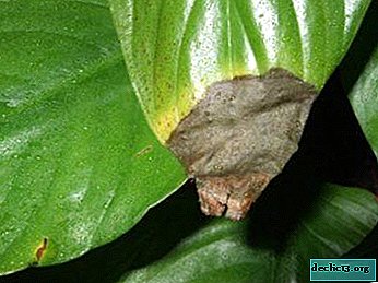 Warum trocknen Blattspitzen und andere Teile im Spathiphyllum und wie helfen Sie dabei - Tipps zur häuslichen Pflege