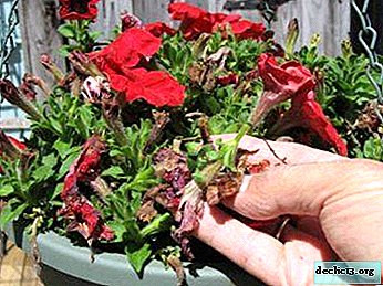 Pourquoi le pétunia flétrit et que faire? Conseils de santé des fleurs éprouvés
