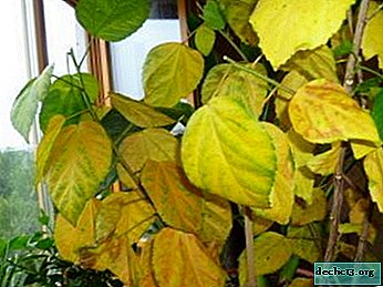 Why do the leaves of a Chinese room rose turn yellow and fall, and what should I do?