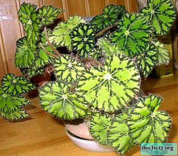 Ali je begonija Smaragdia primerna kot prva rastlina?