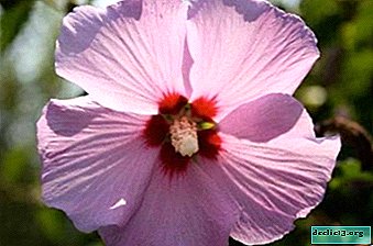 Detailed description of garden hibiscus, including varieties and care. Plant photo
