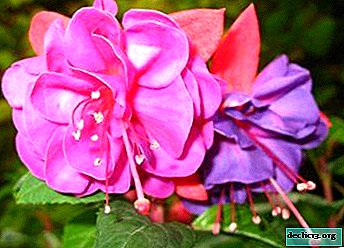 Detailed instructions on how to transplant fuchsia