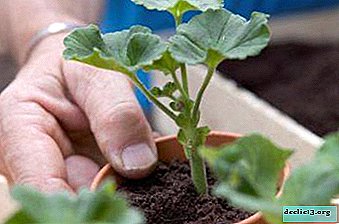 Detailed recommendations on how to plant and transplant geraniums at home and outdoors