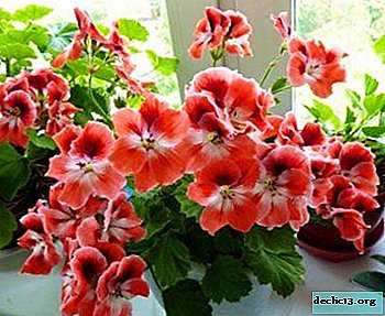 Details of the propagation of royal geranium by cuttings and seeds