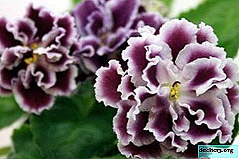 Detailed description of violet varieties "Frosty cherry" and "Winter cherry"