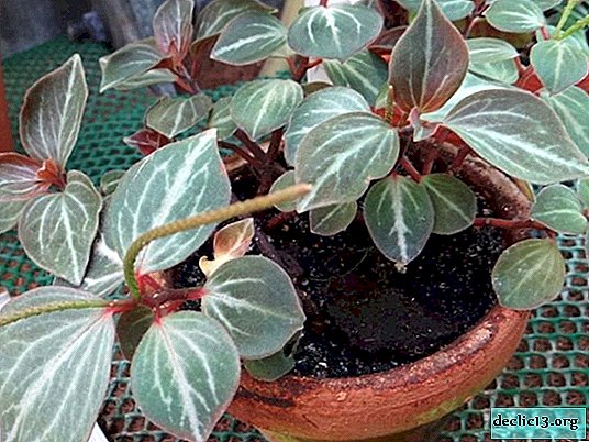 ペペロミアの種類 写真 名前 Perekielistny Silvery Chrysanthemum Ampelousなどの品種の説明 および在宅ケアのヒント ホーム植物