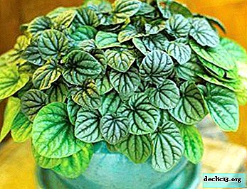 A detailed description of the types and varieties of peperomia with photos and tips on care