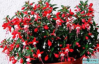 A detailed description of the cultivation of fuchsia and its care